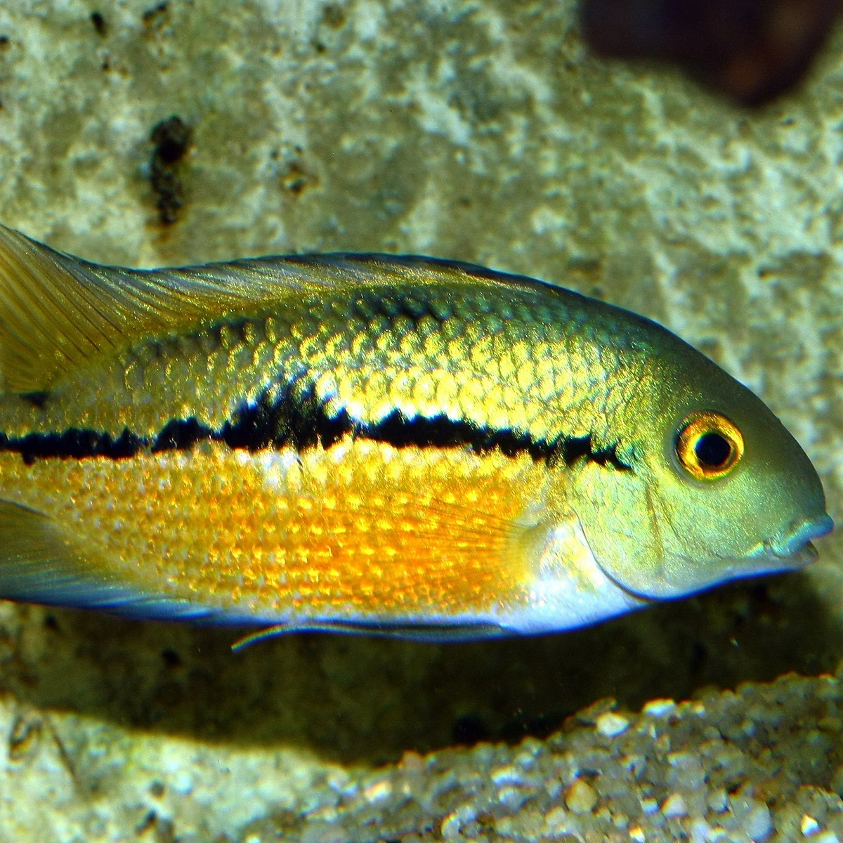 JBL ProNovo Cichlid Grano M 250 ml